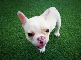 5 Most Important Questions Pet Owners Should Ask