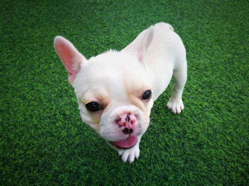 pet turf artificial grass