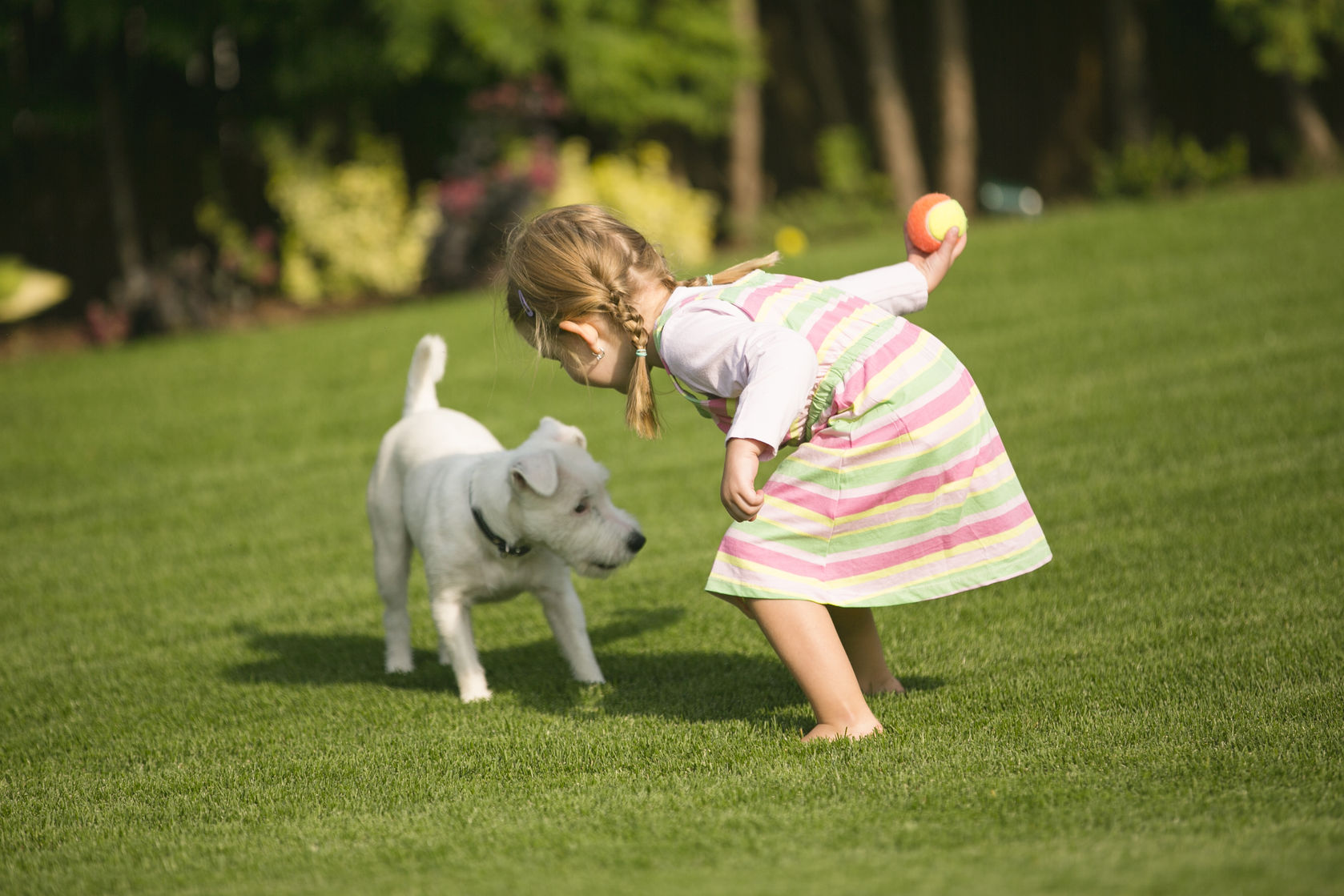 Dog Friendly Garden