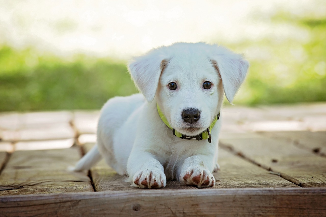 5 great ideas to make you garden perfect for your dog.
