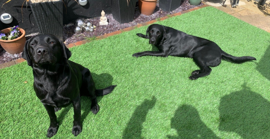 Artificial Grass For Dogs